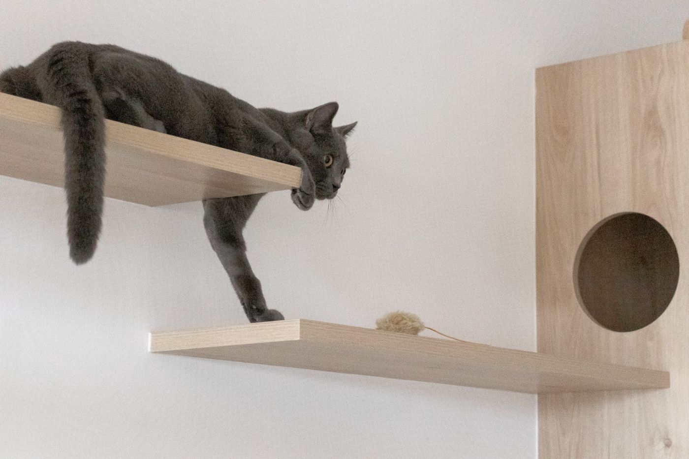 貓的步廊 The Cat's Passage — 寵物宅室內設計